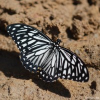 Papilio clytia Linnaeus, 1758